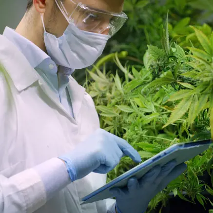 Indoor cannabis specialist examining the plant