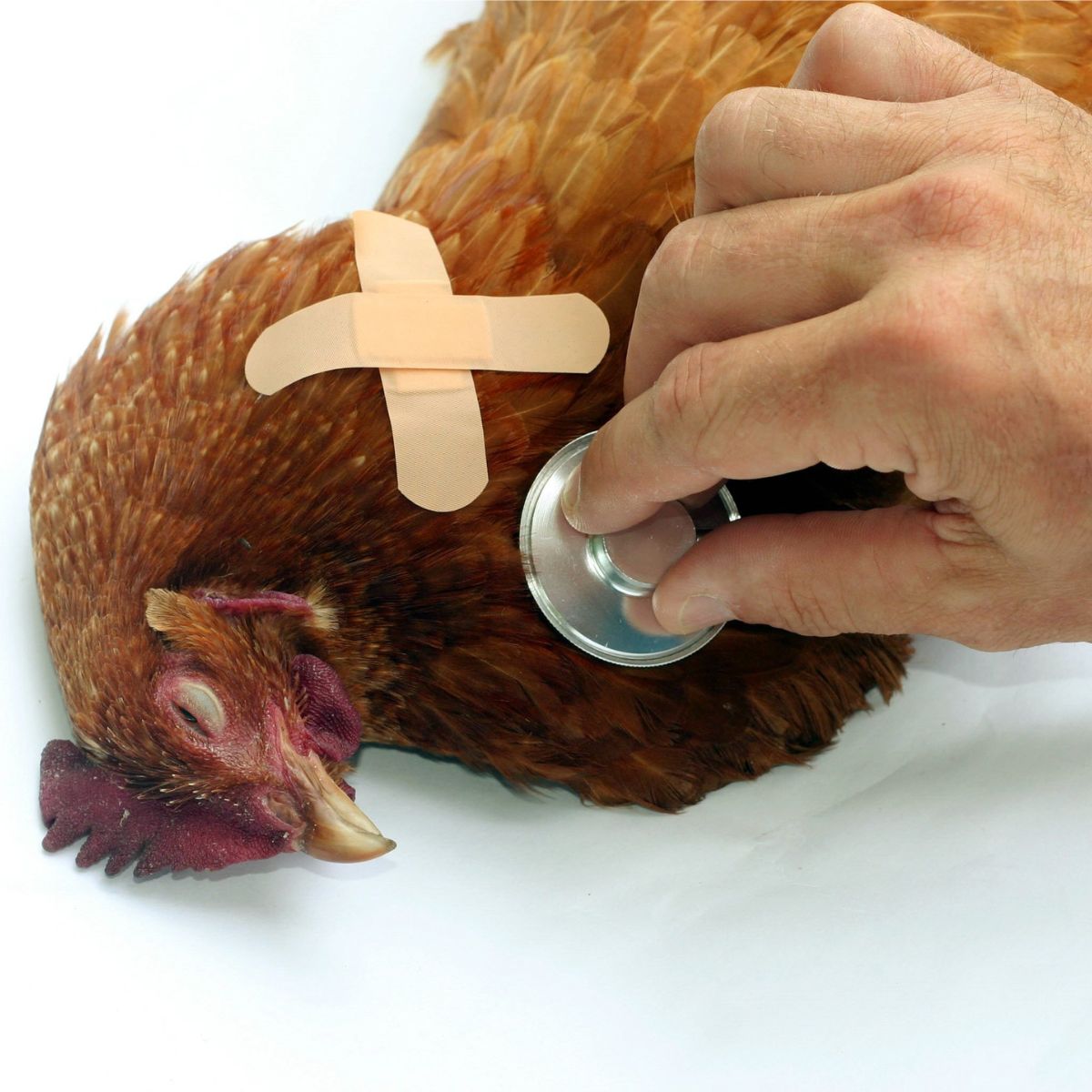 Avian Influenza Outbreaks