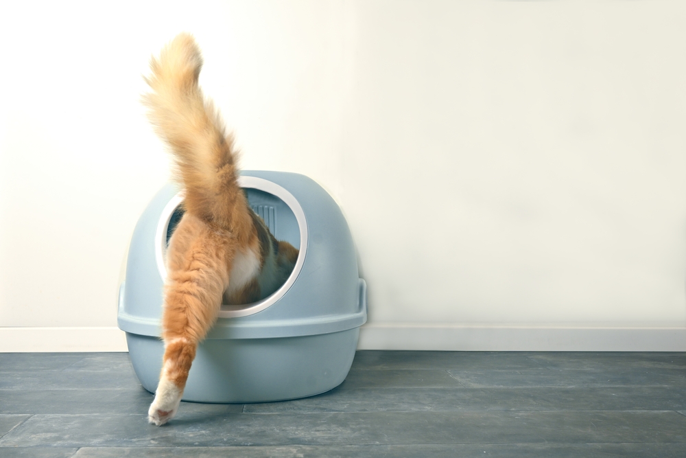 Do Air Purifiers Really Eliminate Pet Odors?